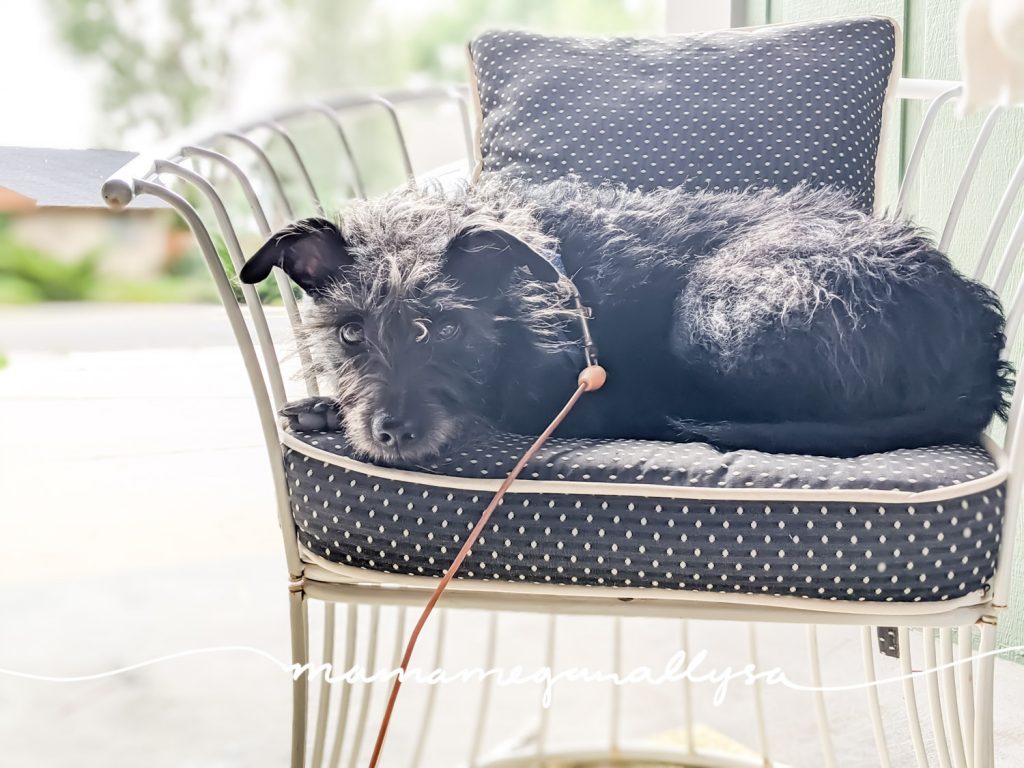 a black terrier mix laying in a chair making eye contact with the camera