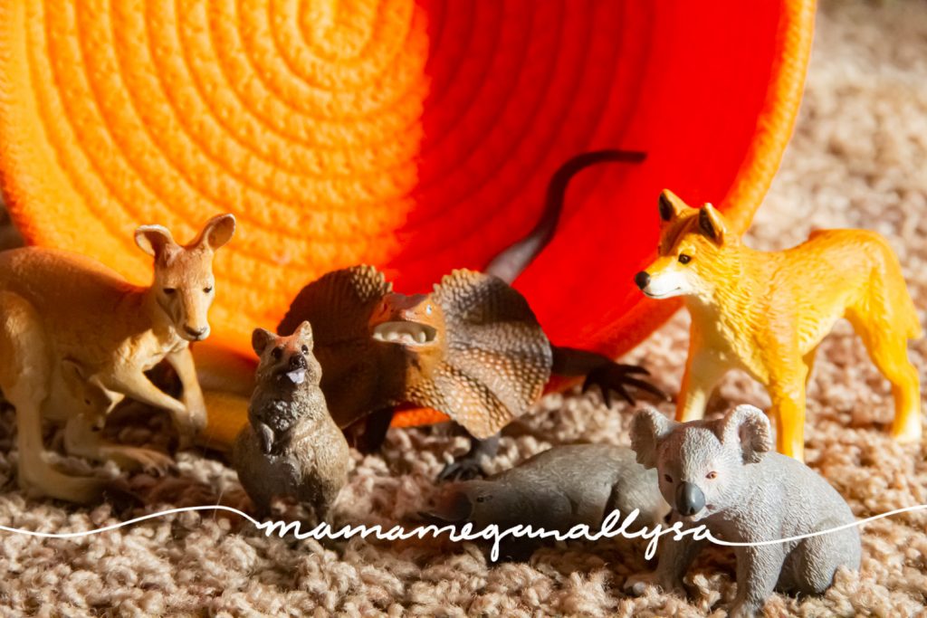  A collection of Australian animals in front of an orange rope basket