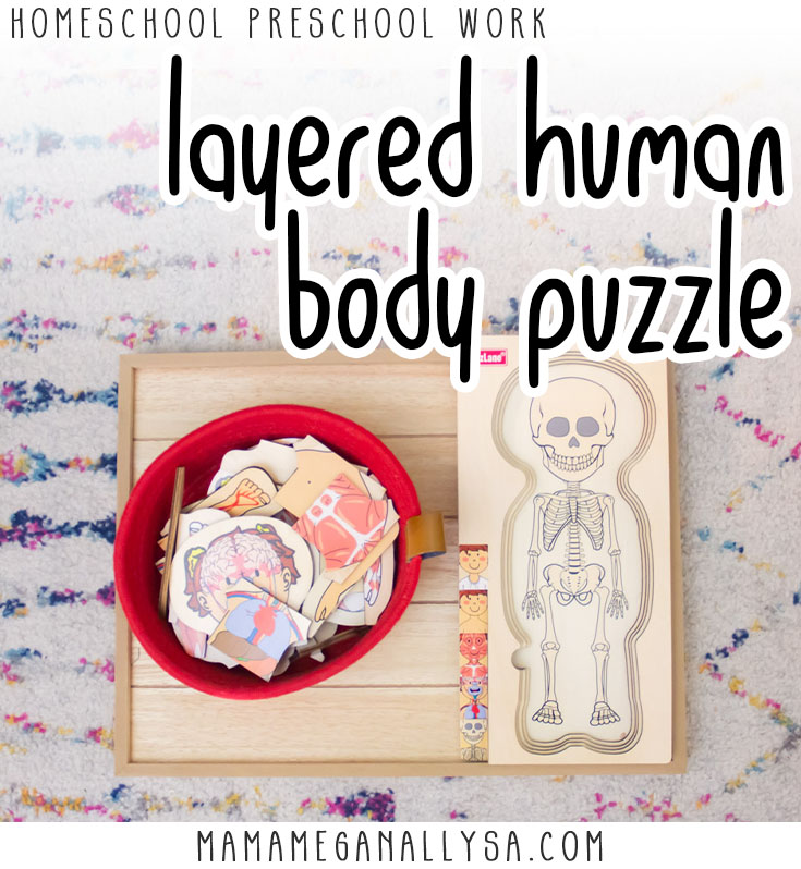 A pin image that reads homeschool preschool work layered human body puzzle showing all of the puzzle pieces in a red basket sitting next to the puzzle tray on the floor